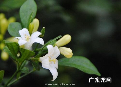 米兰一年开几次花 花期月份与时间