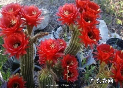 毛花柱一年开几次花