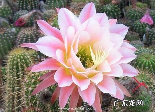 毛花柱一年开几次花