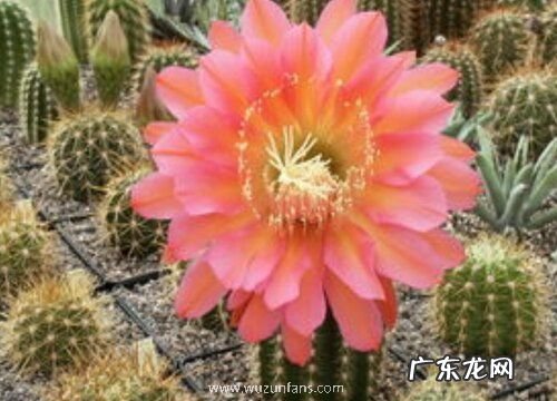 毛花柱一年开几次花