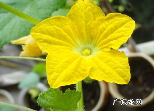 哈蜜瓜一年开几次花 花期多长时间