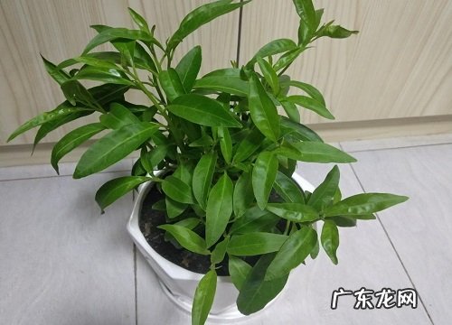 夜来香树长什么样子