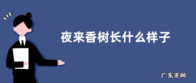 夜来香树长什么样子