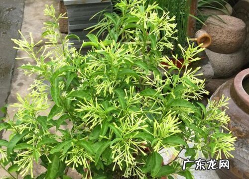 夜来香树长什么样子