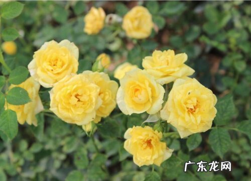 袖珍玫瑰一年开几次花