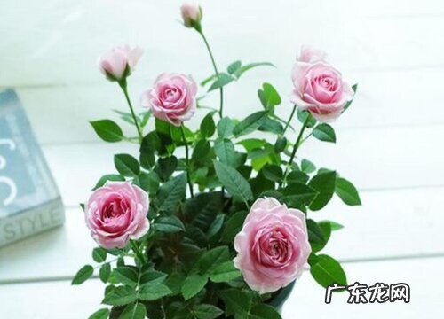 袖珍玫瑰一年开几次花