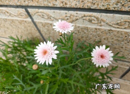 玛格丽特花是多年生吗