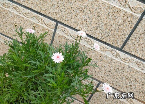玛格丽特花是多年生吗