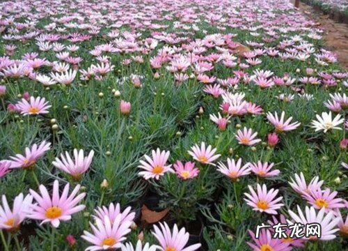 玛格丽特花是多年生吗