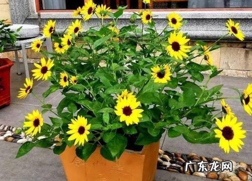 向日葵一年开几次花