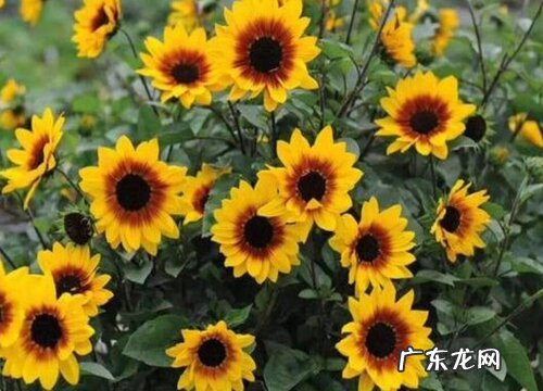 向日葵一年开几次花