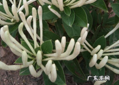 北花一号一年开几次花