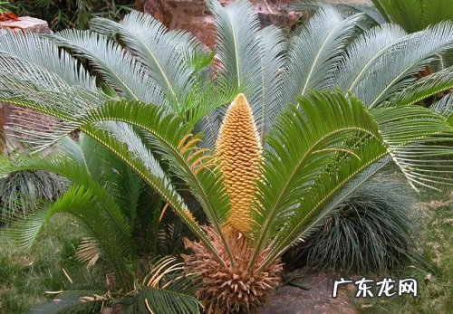 铁树适合放在哪里 摆放在什么位置养好