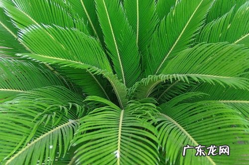 铁树适合放在哪里 摆放在什么位置养好