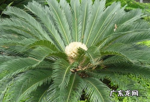 铁树适合放在哪里 摆放在什么位置养好