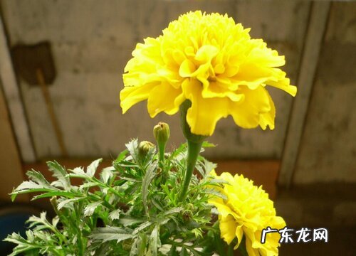 康乃馨是多年生吗