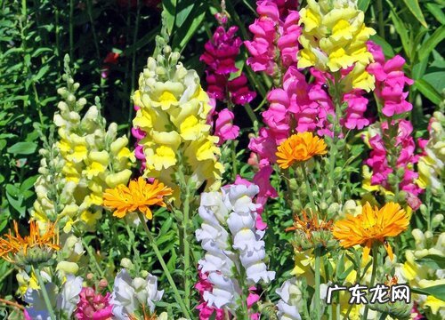 金鱼草一年开几次花