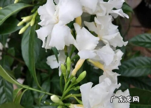 水晶茉莉一年开几次花