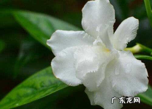 水晶茉莉一年开几次花