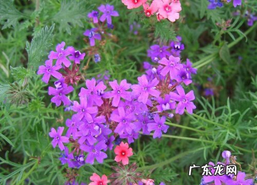 细叶美女樱是多年生吗