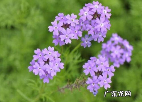 细叶美女樱是多年生吗