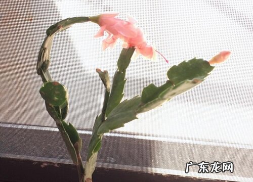 叶仙一年开几次花