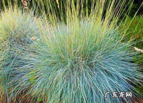 蓝羊茅是多年生吗