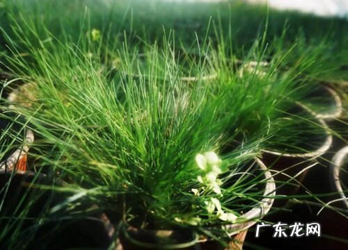 蓝羊茅是多年生吗