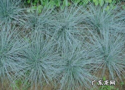 蓝羊茅是多年生吗