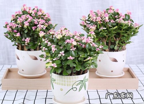 金枝玉叶一年开几次花