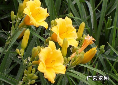 金娃娃萱草是多年生吗