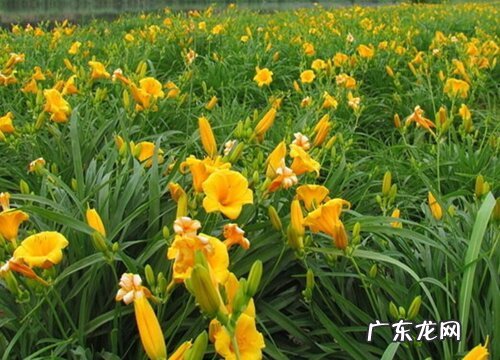 金娃娃萱草是多年生吗