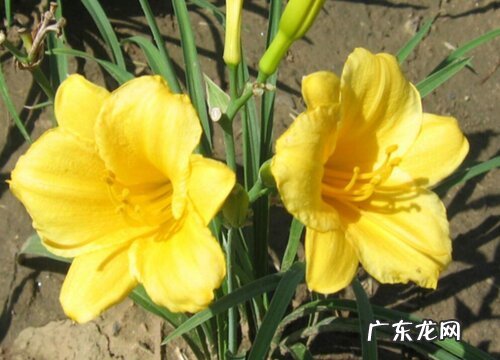 金娃娃萱草是多年生吗