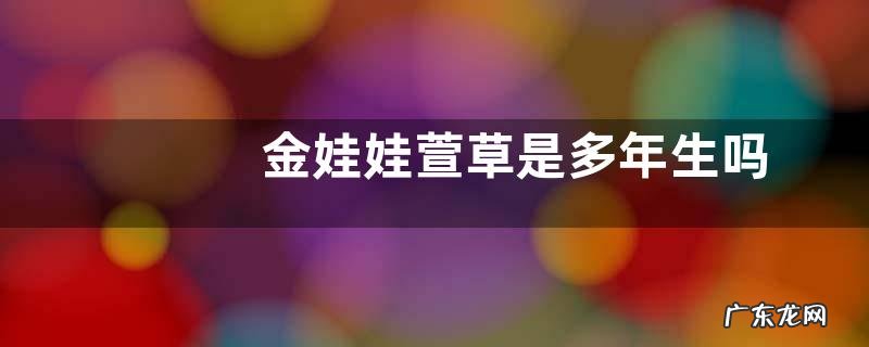 金娃娃萱草是多年生吗