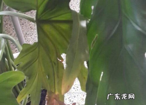 春雨叶片发黄原因和处理方法