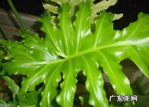 春雨叶片发黄原因和处理方法