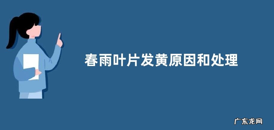 春雨叶片发黄原因和处理方法