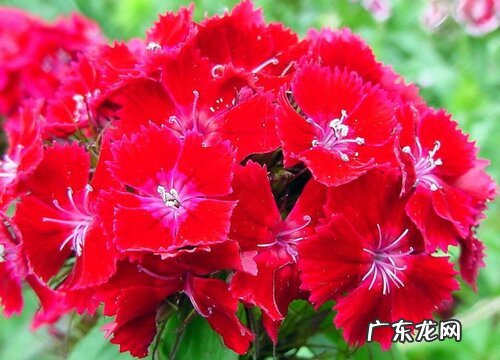 美国石竹是多年生吗