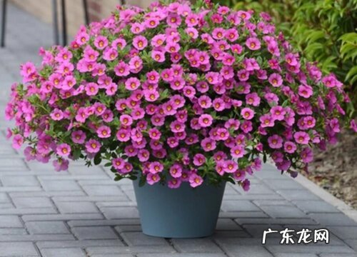 百万小铃是多年生吗