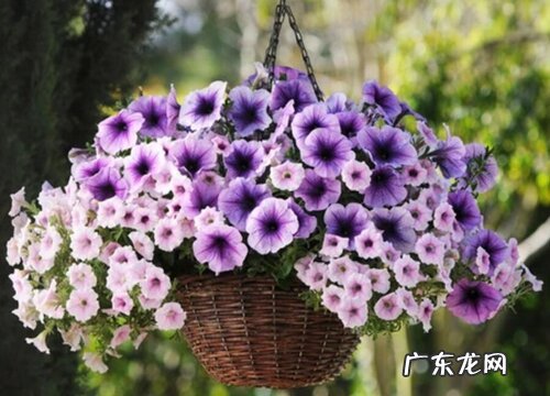 百万小铃是多年生吗