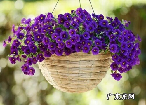 百万小铃是多年生吗