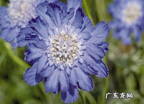 蓝盆花是多年生吗