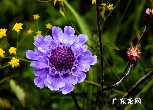 蓝盆花是多年生吗