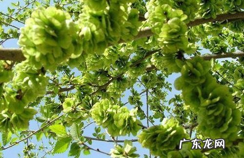 榆树不发芽怎么办 不发芽原因及处理方法