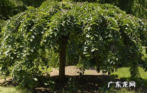 榆树不发芽怎么办 不发芽原因及处理方法