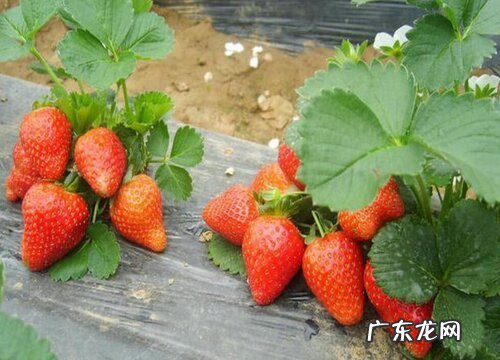 草莓是多年生吗