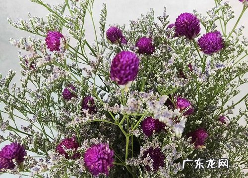 千日红是多年生吗