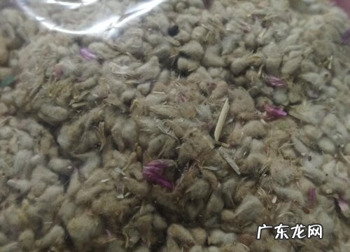 千日红是多年生吗