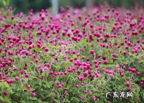 千日红是多年生吗