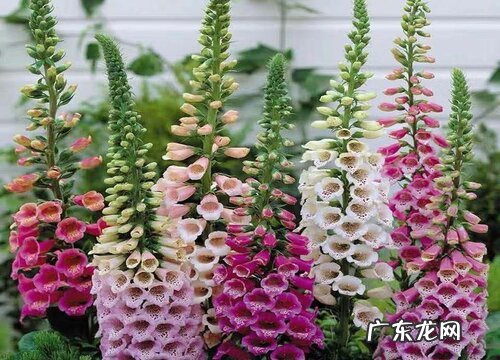 毛地黄是多年生吗